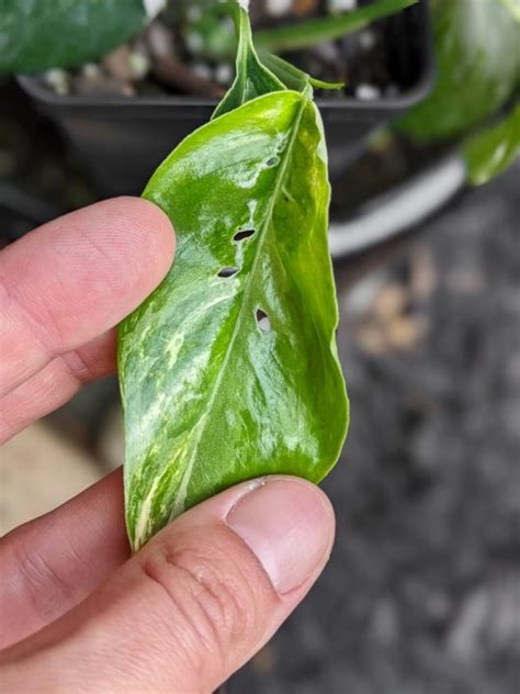 Epipremnum Pinnatum Variegata By Brittany Goldwyn Live Creatively