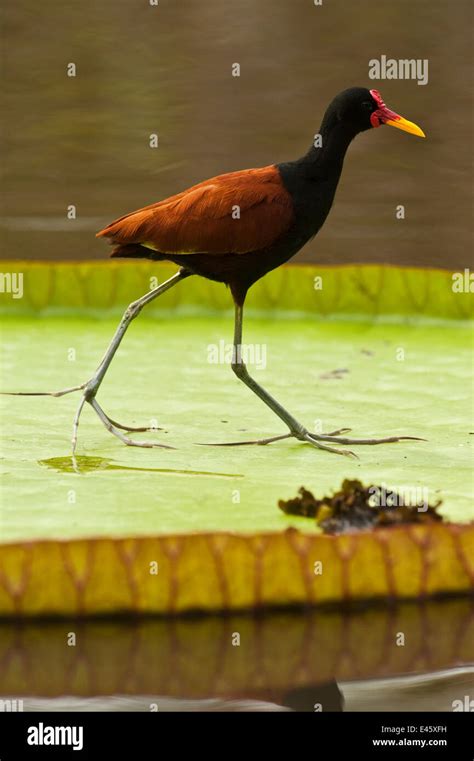 Wattled Jacana Jacana Jacana Walking On Leaf Of Royal Water Lily