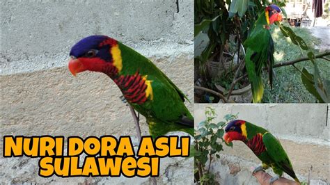 BURUNG NURI DORA ASLI SULAWESI YouTube