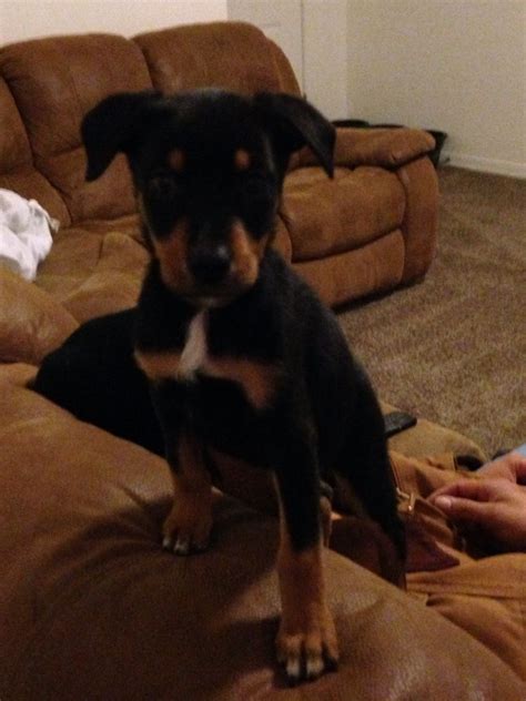 Australian Shepherd Doberman Mix Puppies