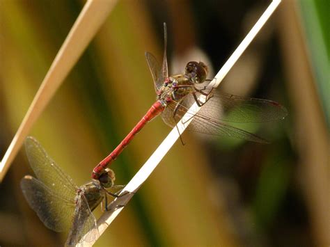 Edit Free Photo Of Dragonfly Red Dragonfly Dragonflies Mating Sympetrum