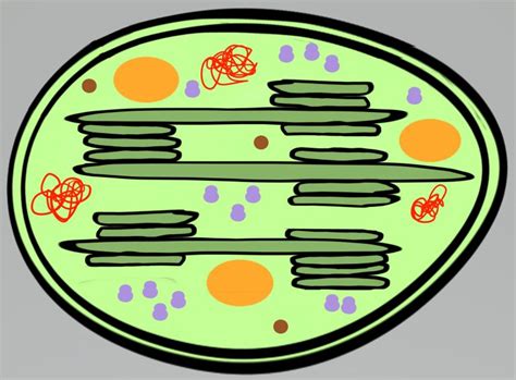 Le Chloroplaste L Origine Du Chloroplaste