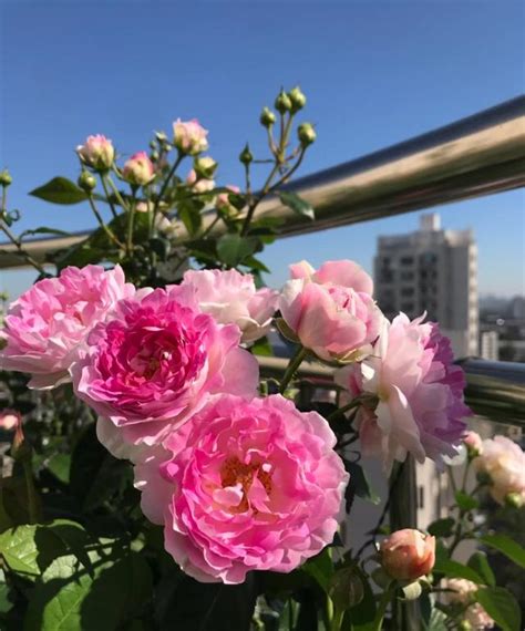 月季花新品種，出道即成「網紅」，花量超多，刺少抗病，值得擁有 每日頭條