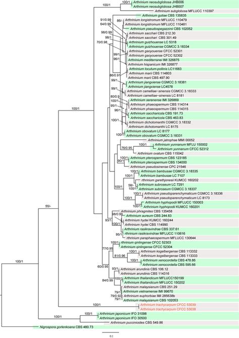 Phylogenetic Tree Based On The Combined Its Tef And Tub Sequences