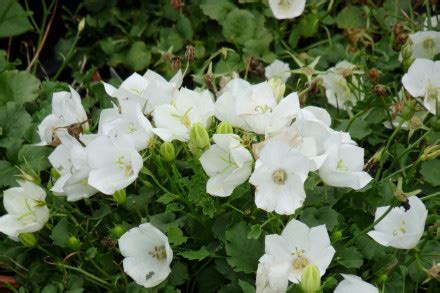 Campanula Carpatica Weisse Clips Karpatenklokje Klokjesbloem