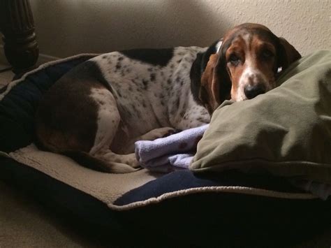 Lazy Days Bassett Hound Hound Dogs