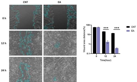 Quantitative Analysis Of The Migration Area Representative Images Are