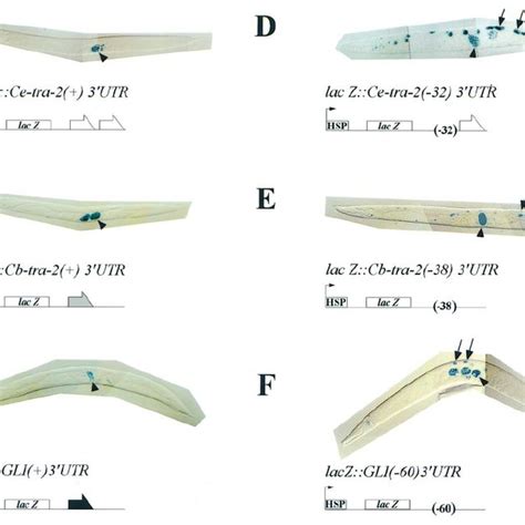 Genetic Control Of Sex Determination In C Elegans For Simplicity