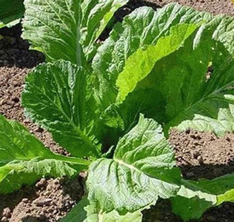 Florida Broadleaf Mustard Greens 250 Seeds To Grow Made Etsy