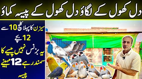 Top 5 Profitable Bird Business At Home How To Earn Bird Farming Low