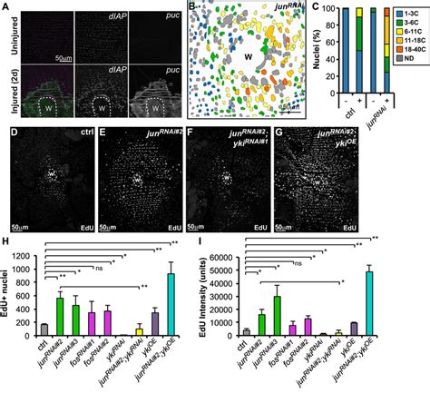 AP 1 Regulates Wound Induced Polyploidy By Affecting Yki A Yki