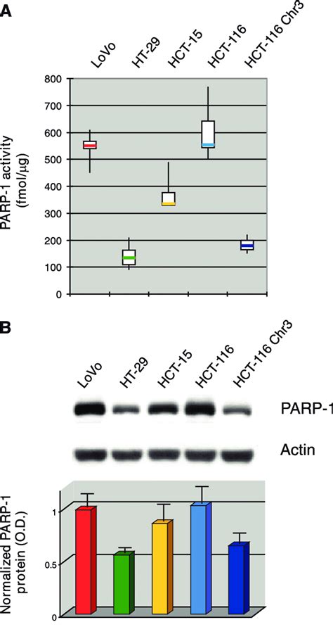 PARP 1 Activity A And Expression B In Human Colon Cancer Cell