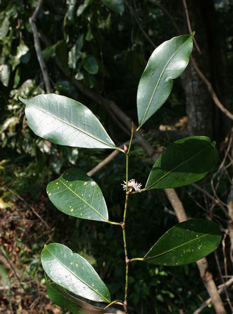 Flora Of Mozambique Species Information Individual Images