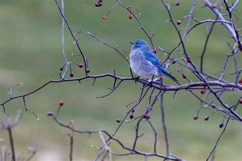 14 Interesting Facts About Bluebirds