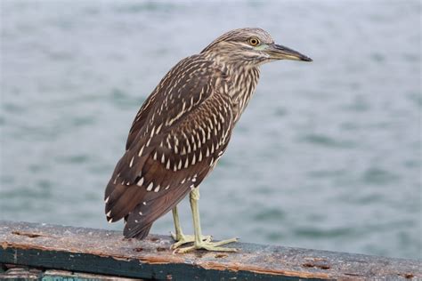 Redondo Beach Pier - Pier Fishing in California