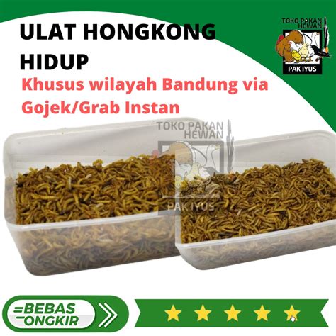 Jual ULAT HONGKONG HIDUP FRESH PAKAN MAKANAN BURUNG IKAN UNGGAS DLL