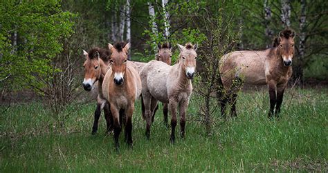 How The Animals Of Chernobyl Thrive In The Radioactive Red Forest