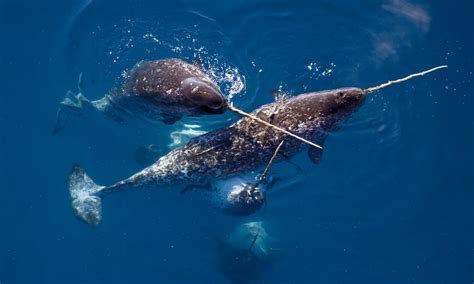 Unicorn of the Sea: Narwhal Facts | Stories | WWF