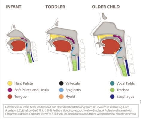 Pediatric Dysphagia Test One Flashcards Quizlet