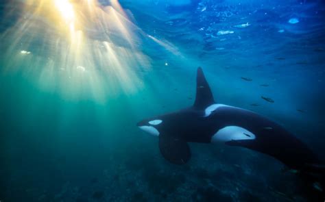 Colapso De La Poblaci N Mundial De Orcas Por Contaminaci N Con