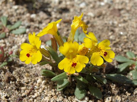 Carson Valley Monkeyflower Erythranthe Carsonensis Flickr