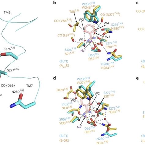 Structure Of The Benzamidine Moiety Binding Site Of Blt And Comparison