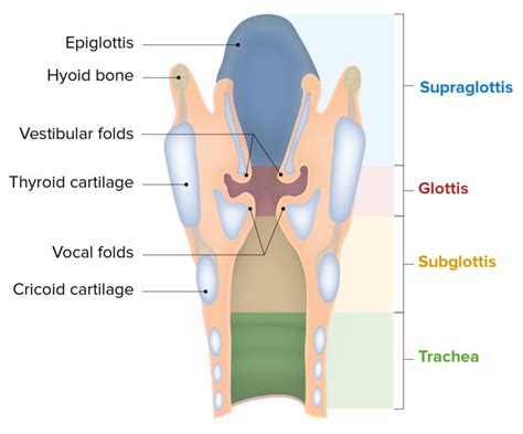 Larynx Anatomy Concise Medical Knowledge