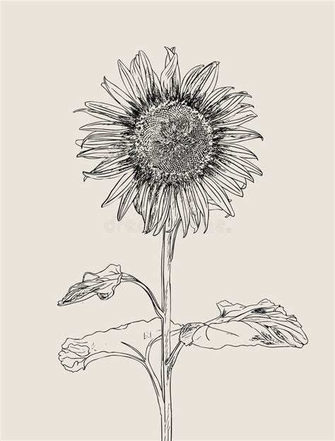 Sunflower Vector Set Of Hand Drawn Sunflowers And Leaves Vintage