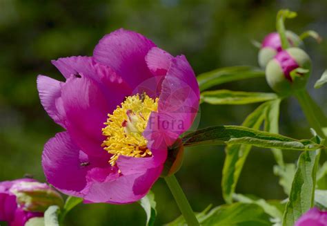 Paeoniaceae