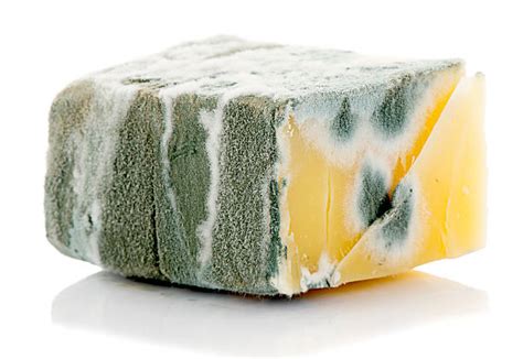 680 Rotten Cheese Stock Photos Pictures And Royalty Free Images Istock