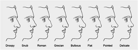 14 different nose shapes - klimthat