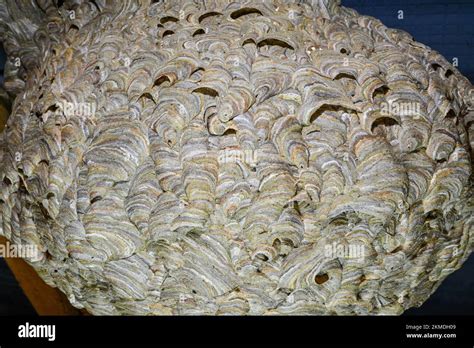 Wasp S Nest In An English Attic Showing The Detail Of How It Was Made