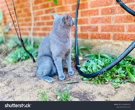 Russian Blue Manx Cat Looking Away Stock Photo 2166460323 | Shutterstock