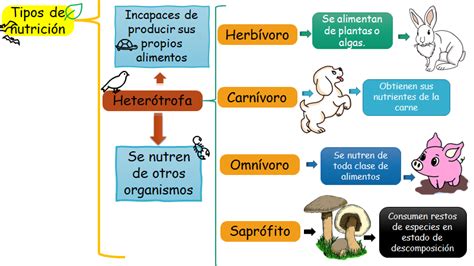 Dime qué comes y te diré qué tipo de nutrición tienes Nueva Escuela