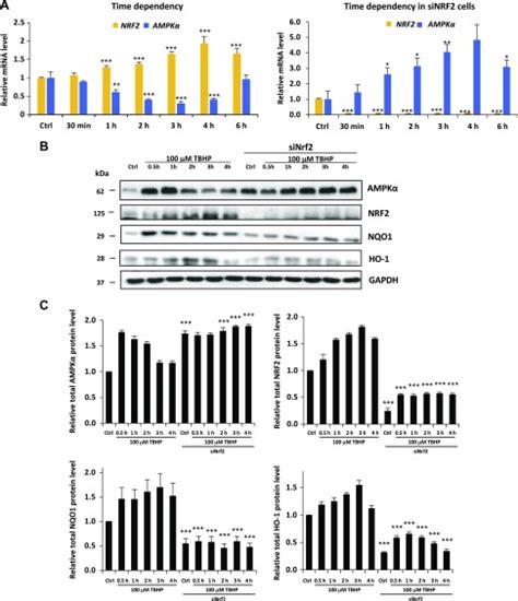 Suppression Of Ampk Aak By Nrf Skn Down Regulates Autophagy During