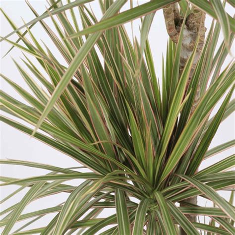 Dracaena Marginata Bicolor Bioma Plants