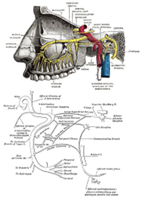 Sphenopalatine ganglion block