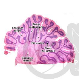 Gatto Cervelletto Sezione Sagittale X Gatto Mammiferi