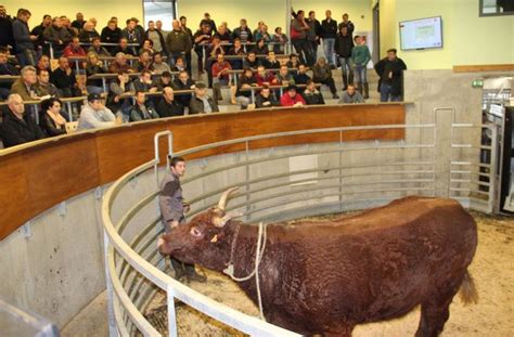 Soixante huit animaux engraissés inscrits à la vente aux enchères hier