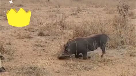 Unstoppable Warrior Kasongo The Warthog Defies Predators At Every Turn