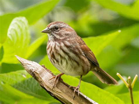 Song Sparrow — Eastside Audubon Society