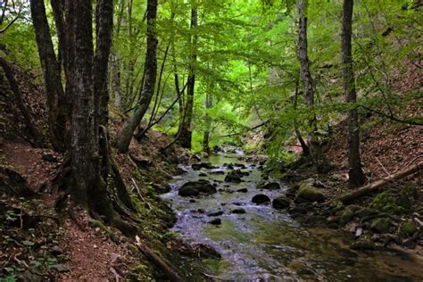 Parco Nazionale Della Sila In Calabria Italia It