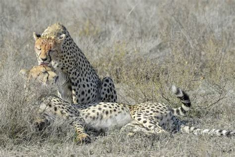 Two Cheetahs Kissing Licking Each Other Successful Hunting — Stock