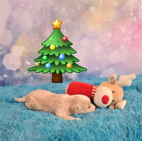 Maltipoo pudel toy maltańczyk suczka do odbioru od 7 stycznia Płock