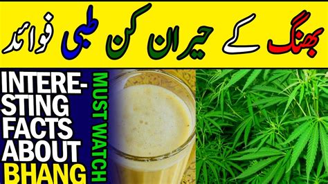 Unknown Facts About Bhang Bhang Benefits And Side Effects Urdu