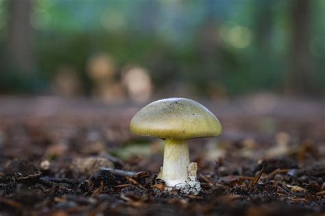 5 Poisonous Mushrooms to Avoid | Outdoor Life