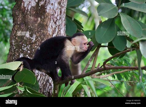 Wild White Faced Capuchin Monkey Cebus Capucinus On A Branch In The