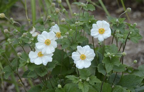 Anemone ‘honorine Jobert Kiefer Nursery Trees Shrubs Perennials