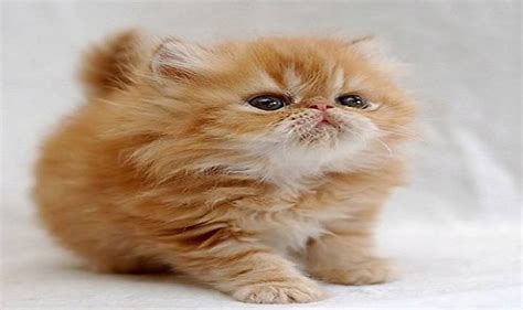 Cutest Cat Breeds