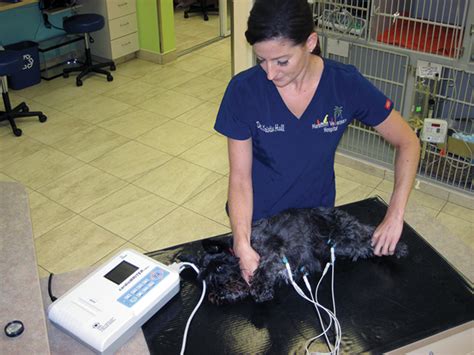 Physical Examination The Cornerstone Of Veterinary Medicine